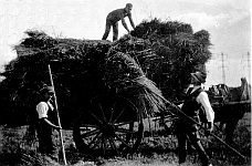 Getreideernte in Geyen 30er Jahre