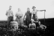 Kartoffelernte um 1940 in Sinthern