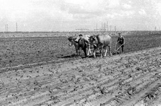 Sinthern - Franzsische Kriegsgefangene beim Pflgen mit Ochsen