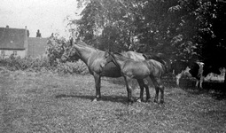 Manstedten - Stute mit Fohlen